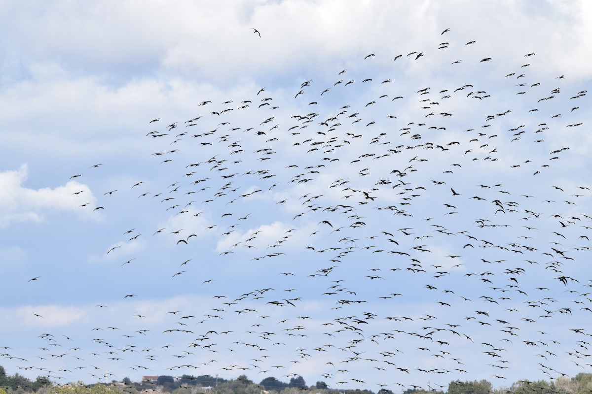 Glossy Ibis - ML87421481