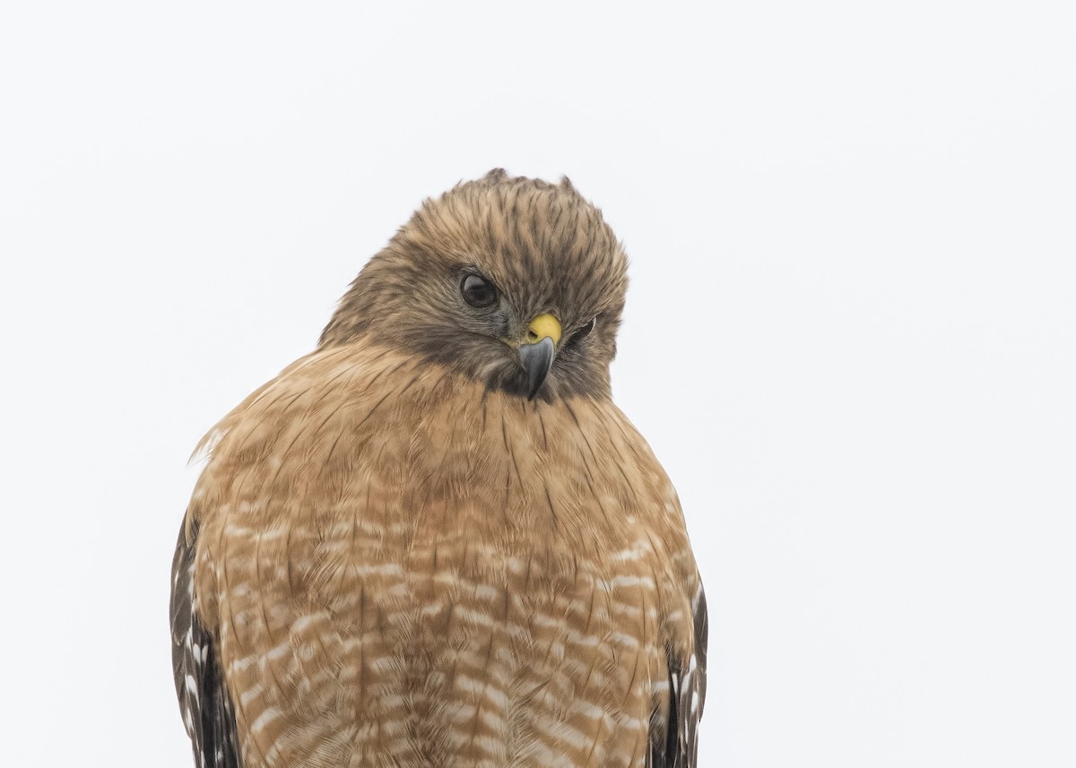 Red-shouldered Hawk - ML87421611