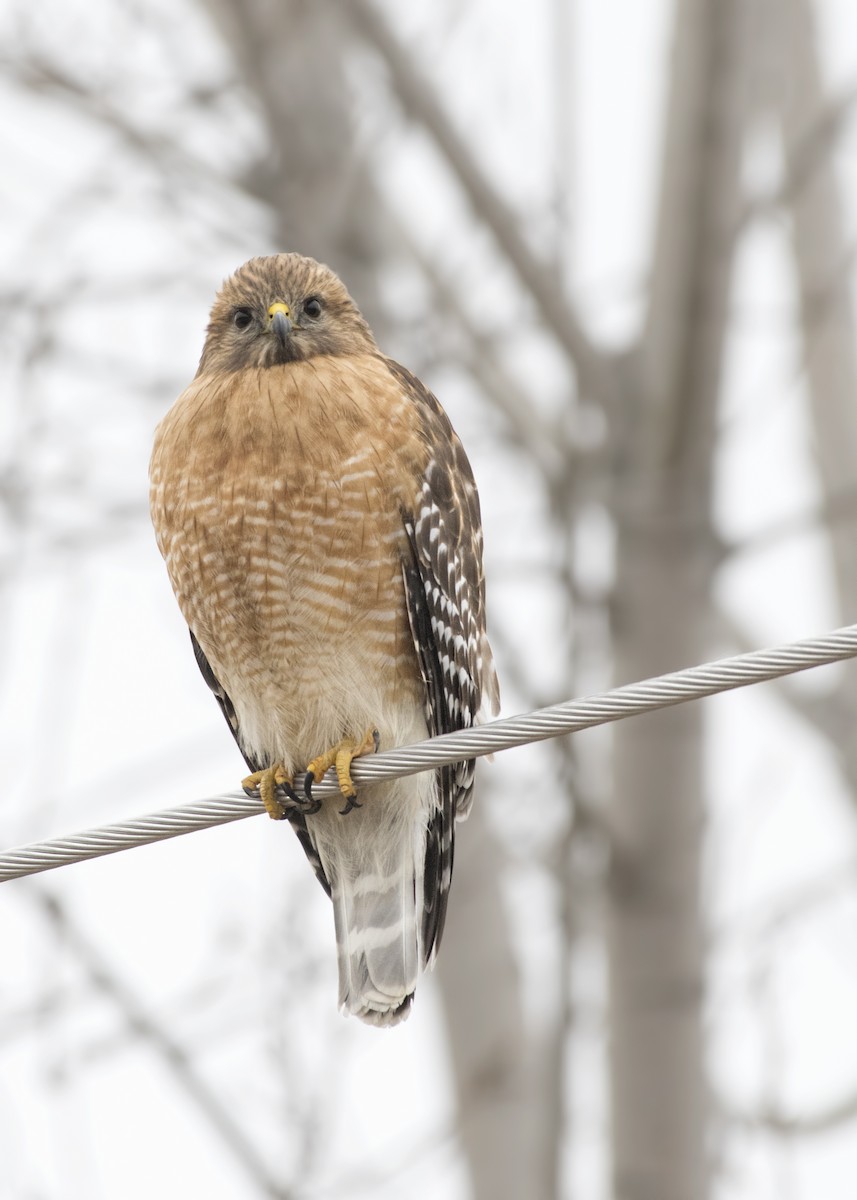 Red-shouldered Hawk - ML87421621