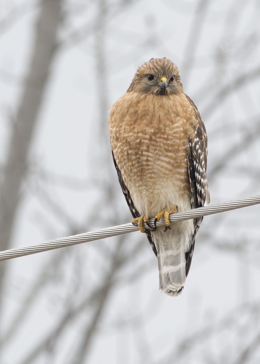 Red-shouldered Hawk - ML87421631