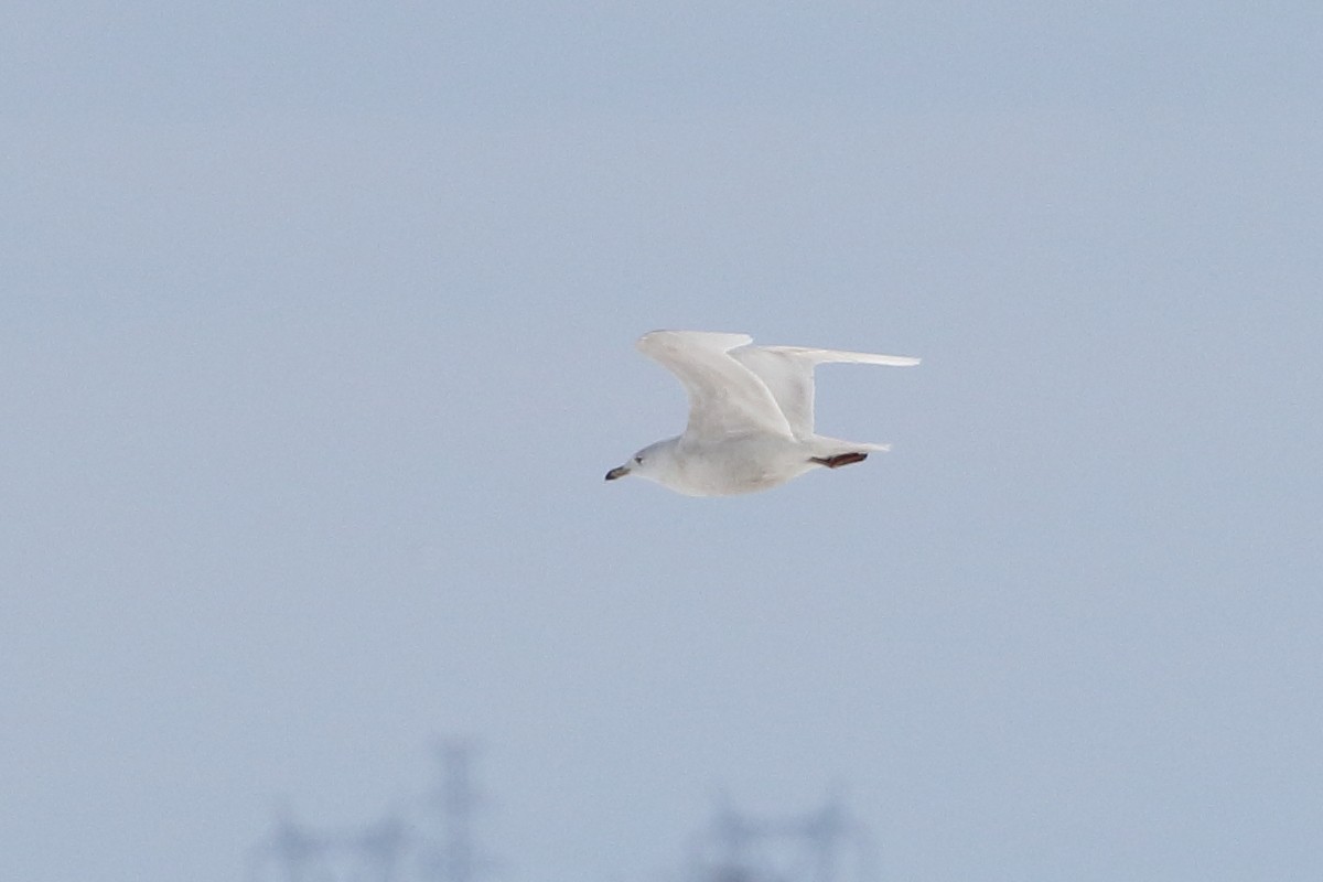 Glaucous Gull - ML87422111