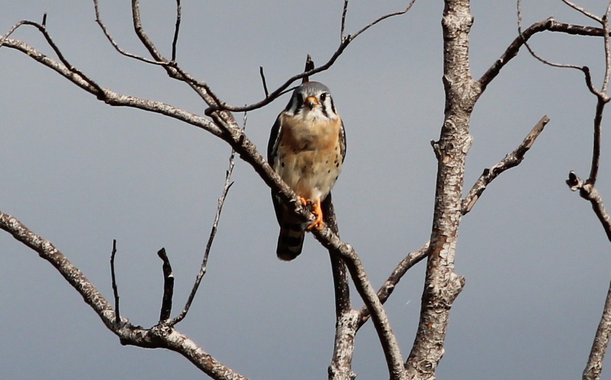 American Kestrel - Gary Leavens