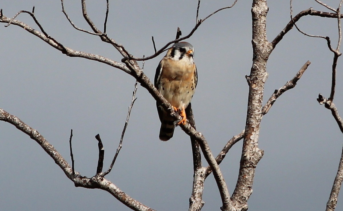 American Kestrel - ML87423741