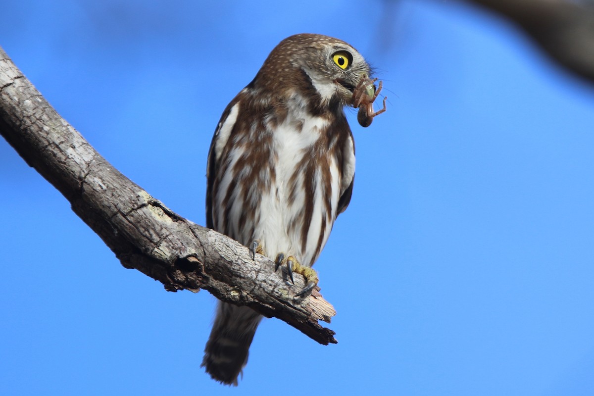 Ferruginous Pygmy-Owl - Ian Thompson