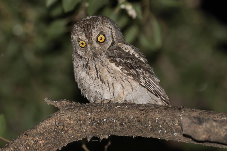 Arabian Scops-Owl - ML87425461