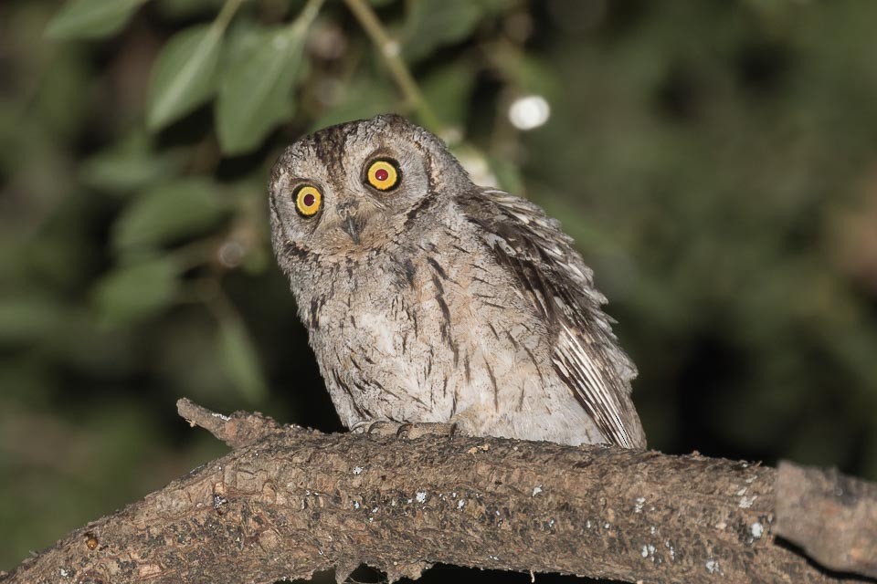 Arabian Scops-Owl - ML87425501