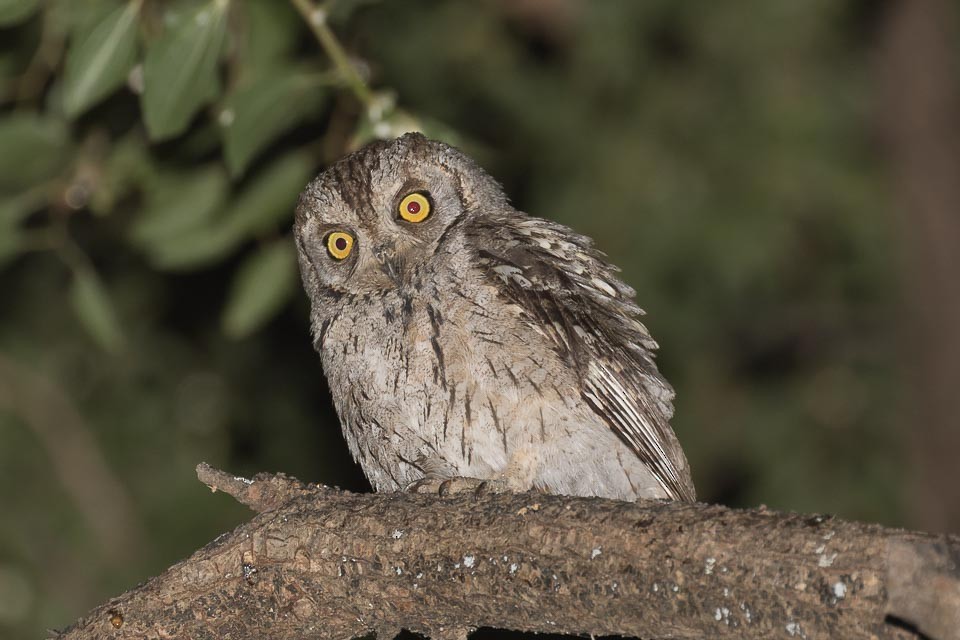 Arabian Scops-Owl - ML87425511