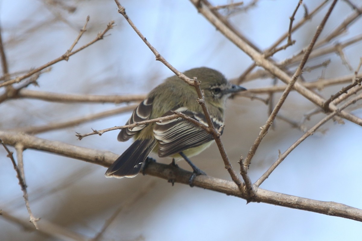 Pale-tipped Tyrannulet - ML87425581