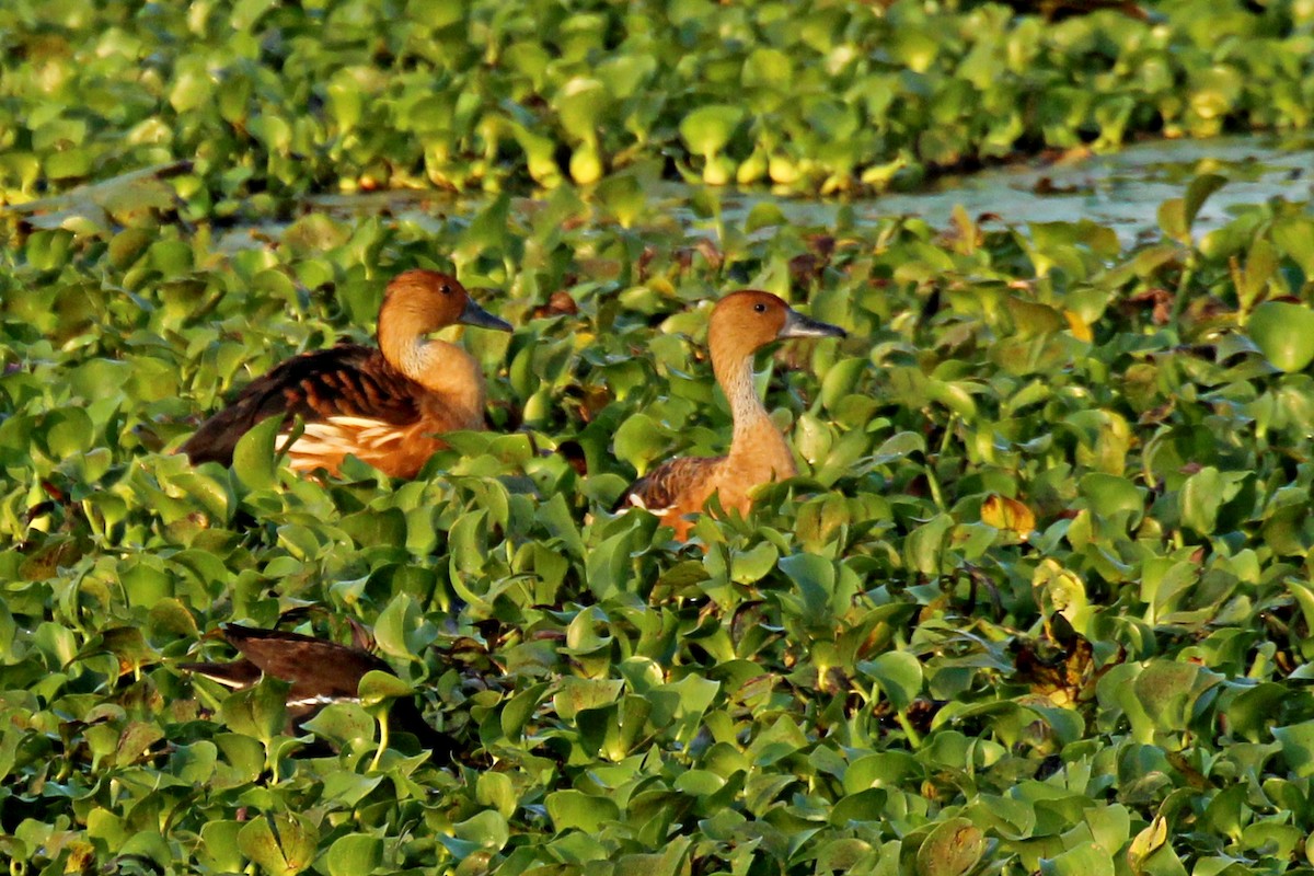 Dendrocygne fauve - ML87425661