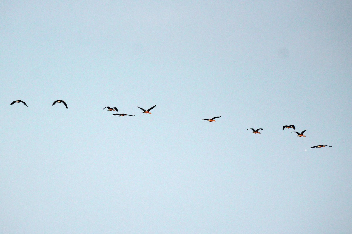 Fulvous Whistling-Duck - ML87426201