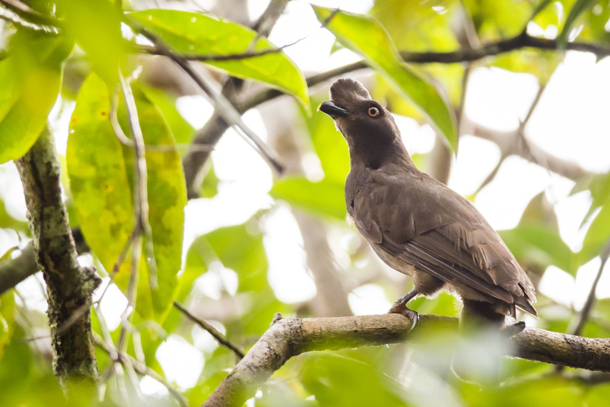 Guianan Cock-of-the-rock - ML87426301