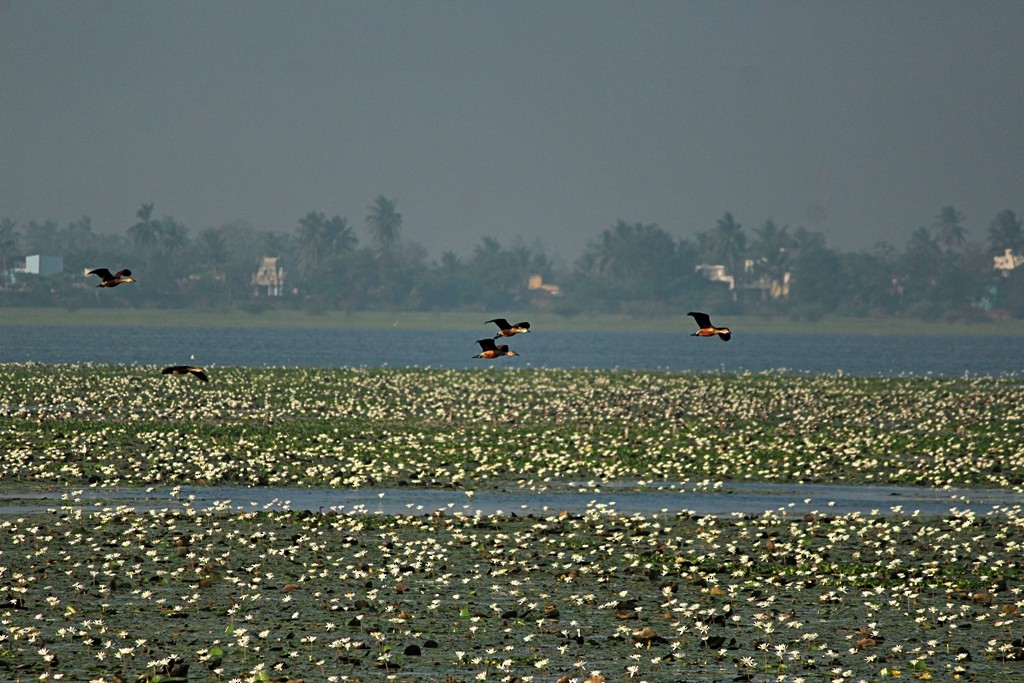 Dendrocygne siffleur - ML87426421