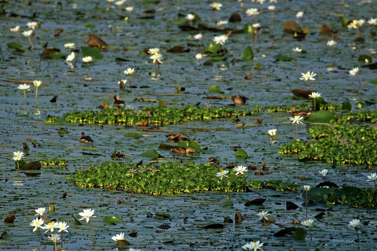 Lesser Whistling-Duck - ML87426831