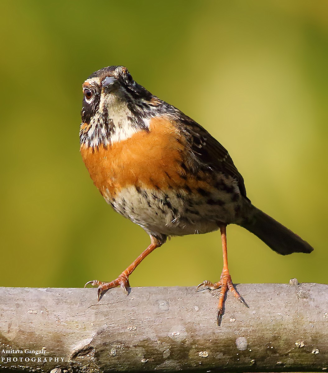 Rufous-breasted Accentor - Amitava Ganguly