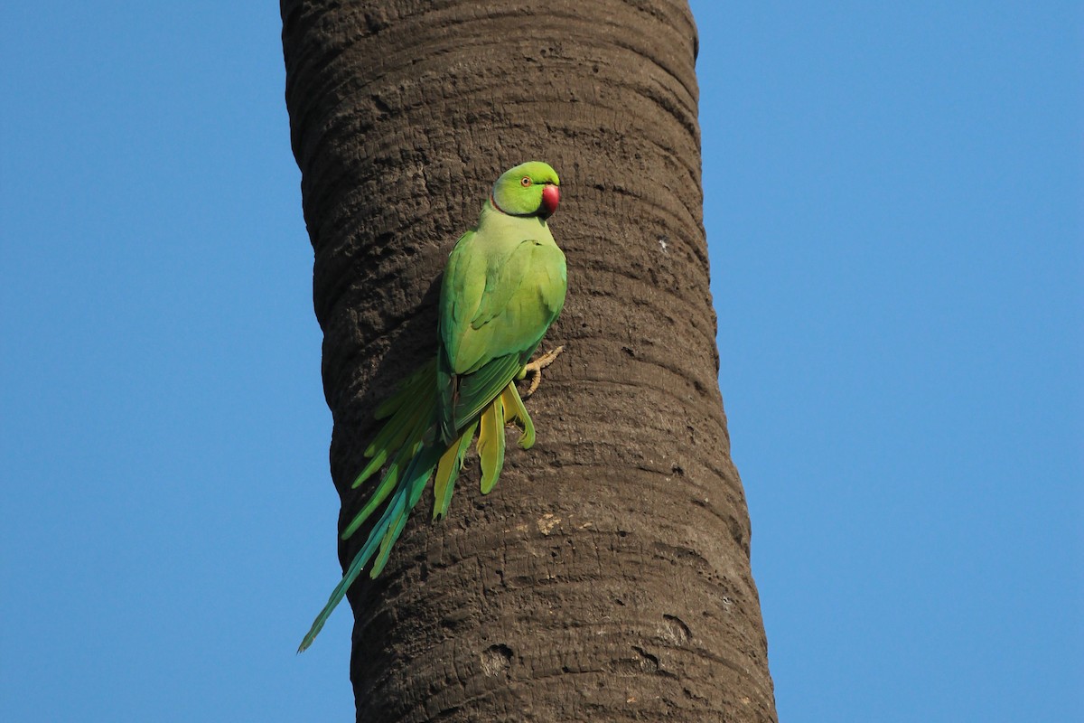 Rose-ringed Parakeet - Panchapakesan Jeganathan