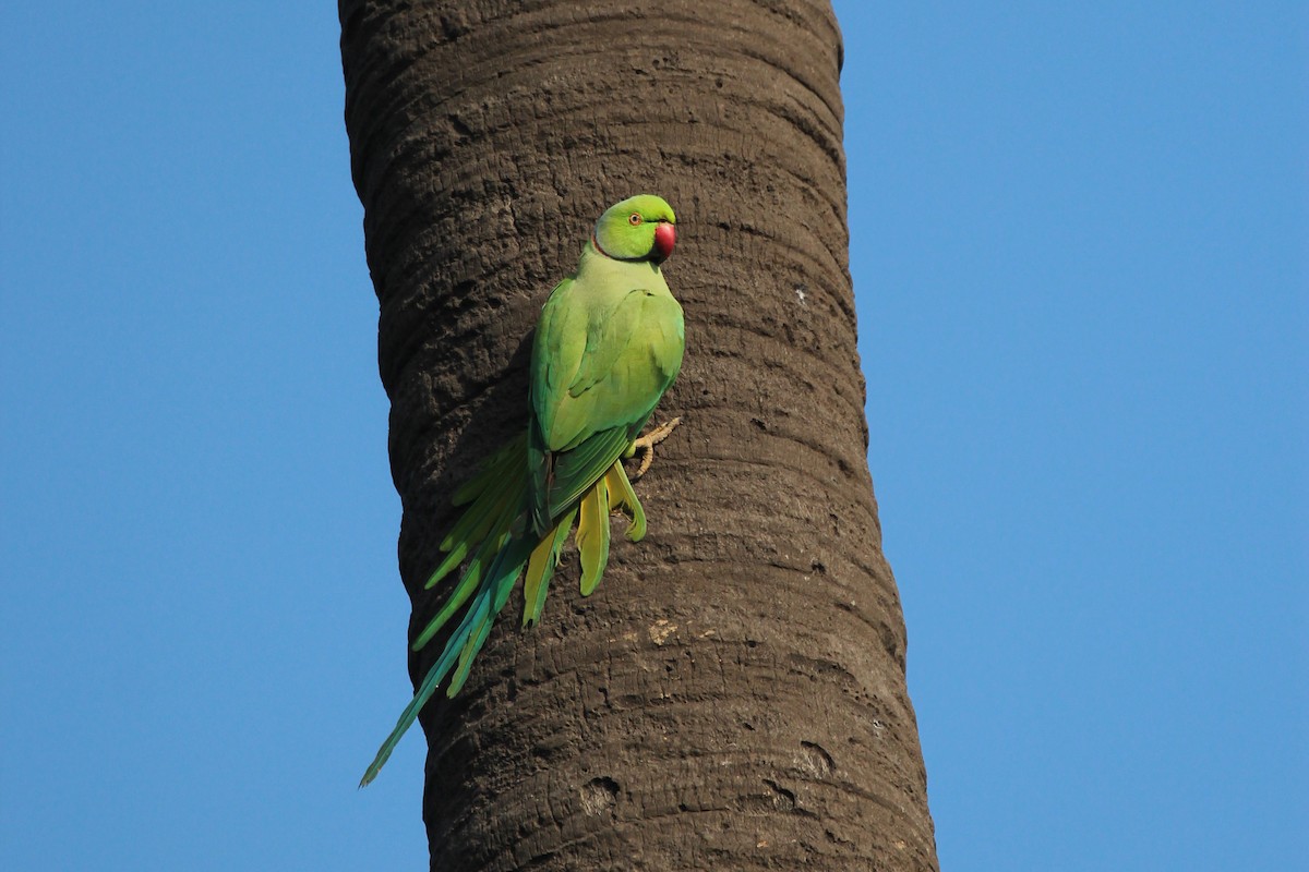 Rose-ringed Parakeet - ML87427701