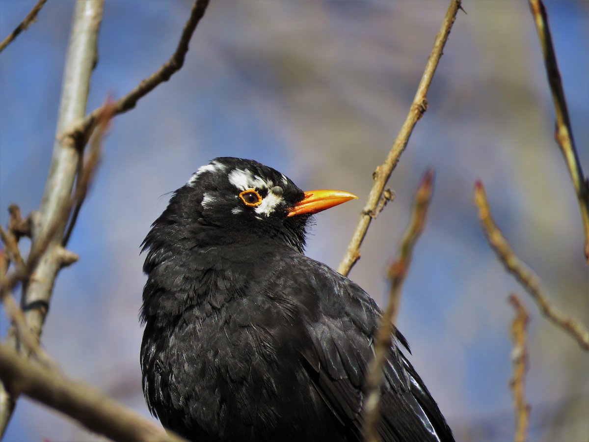 Eurasian Blackbird - ML87428711