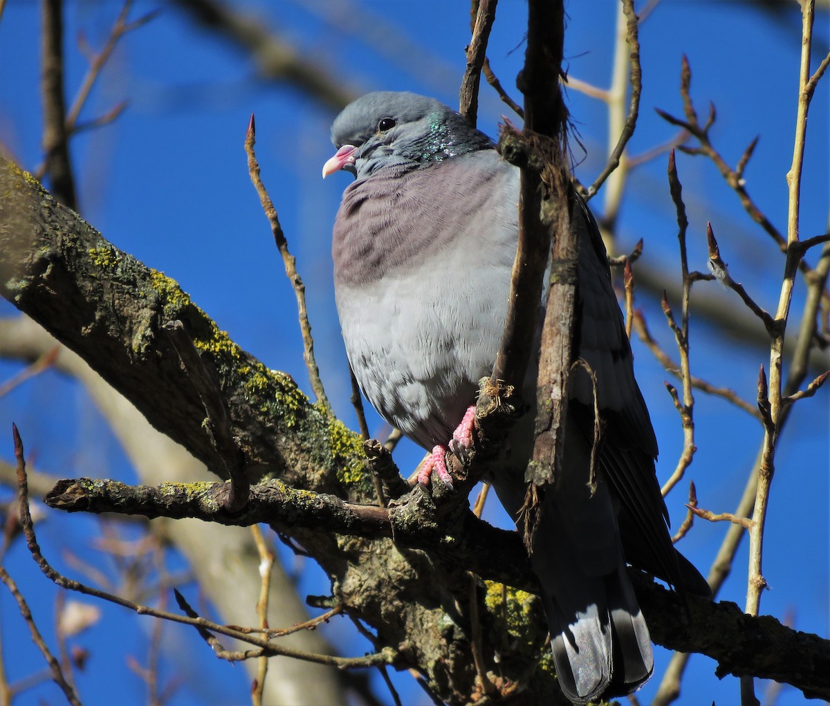 Stock Dove - ML87428871