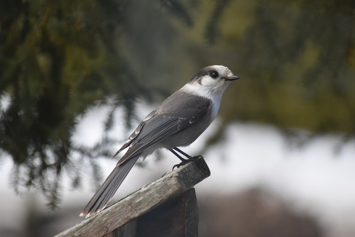 Canada Jay - Ernie Silhanek