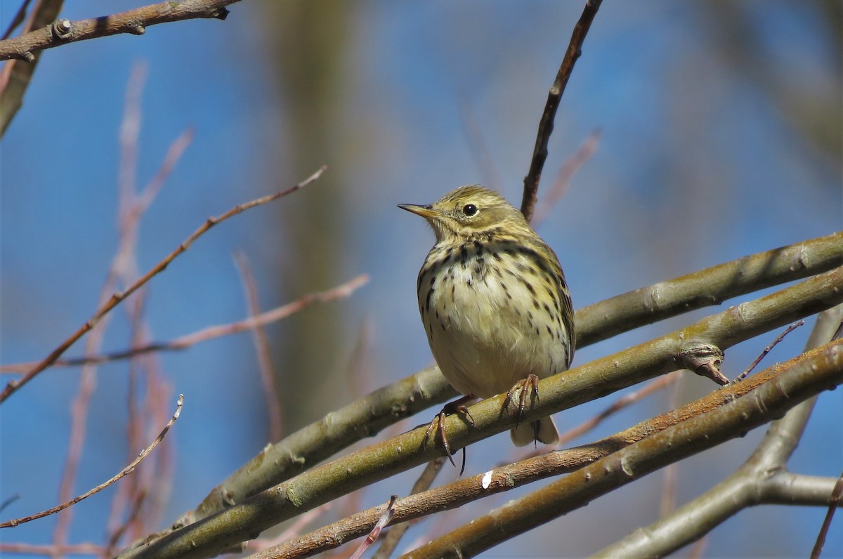 Meadow Pipit - ML87431291