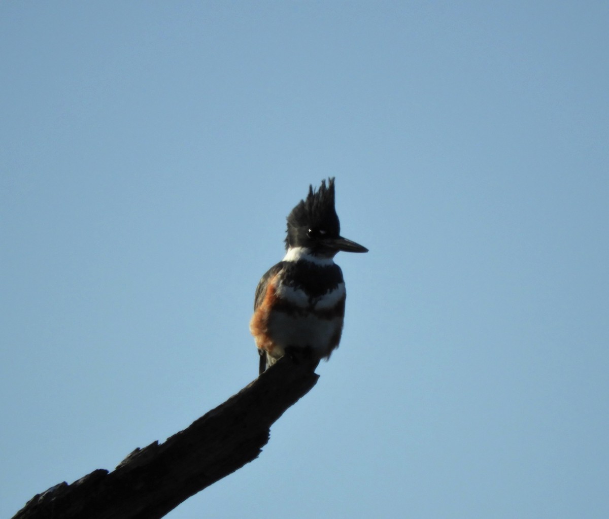 Belted Kingfisher - ML87431631