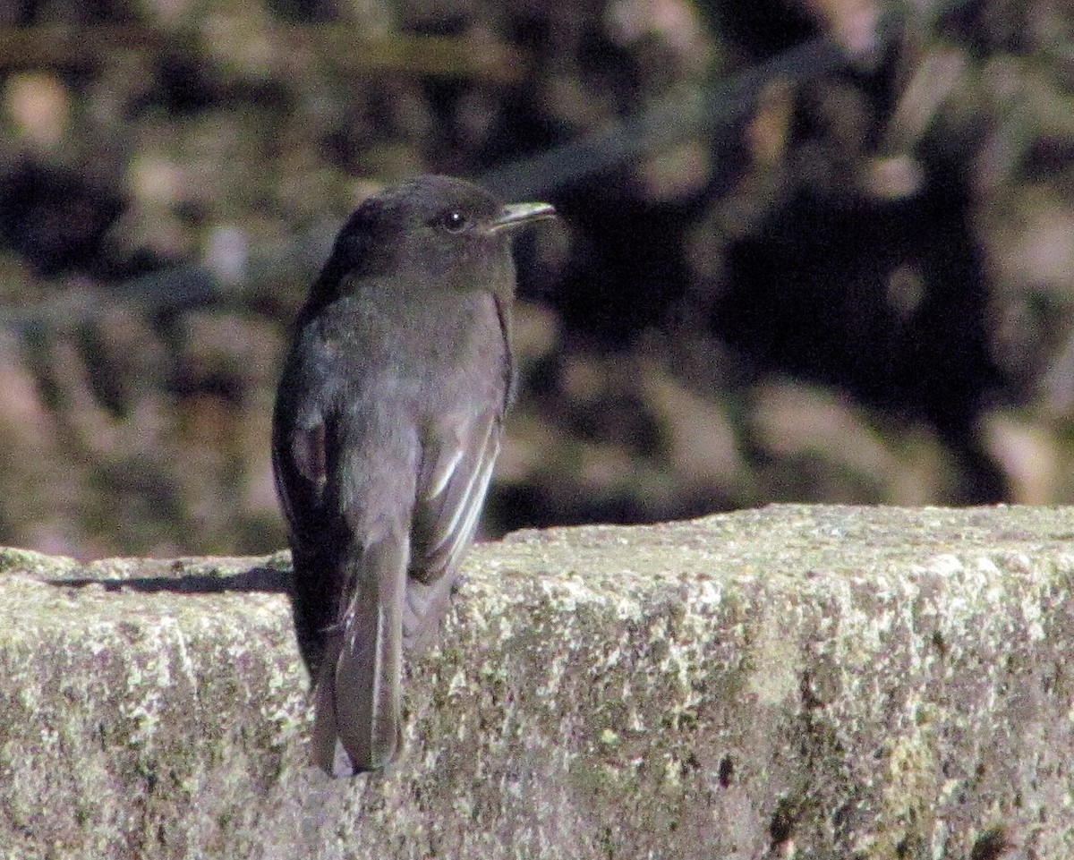 Black Phoebe - ML87432251