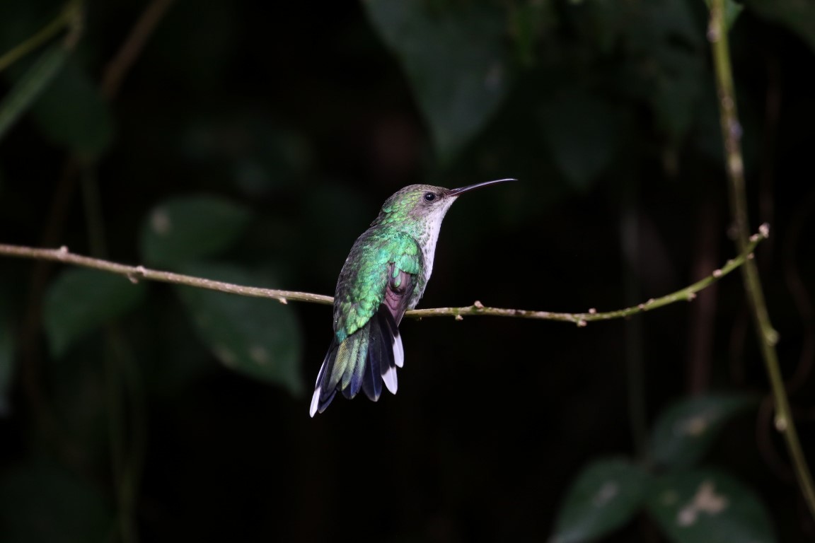 Red-billed Streamertail - ML87433691