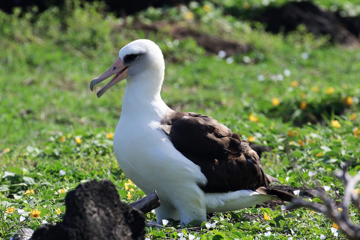 albatros laysanský - ML87434671