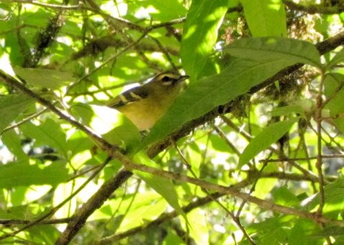 gulbåndvireo - ML87434781