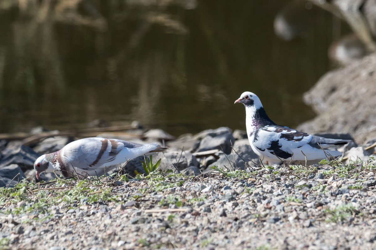 Rock Pigeon (Feral Pigeon) - ML87435371