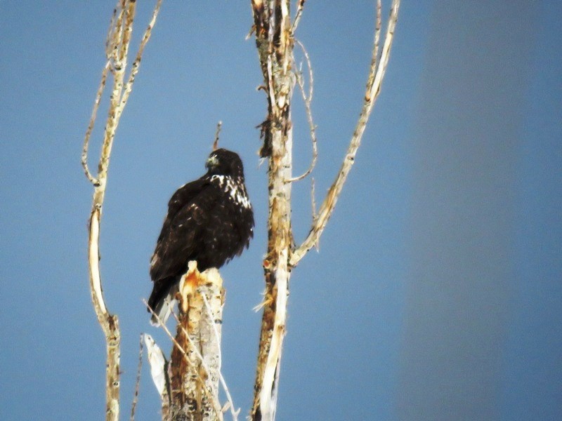 Rotschwanzbussard - ML87438071