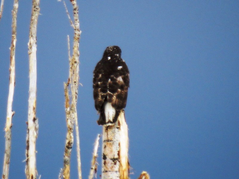 Red-tailed Hawk - ML87438081