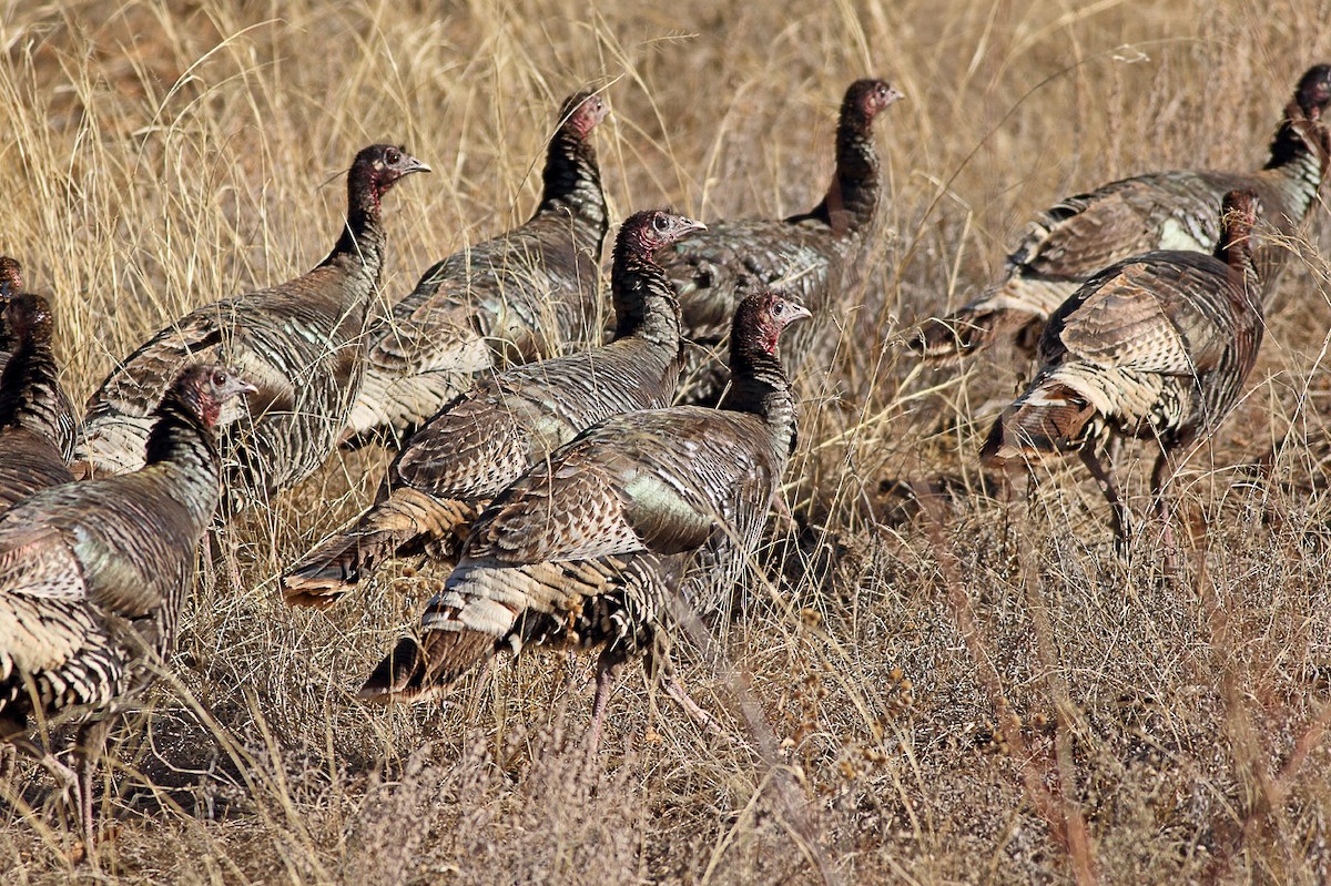 Wild Turkey - ML87439001