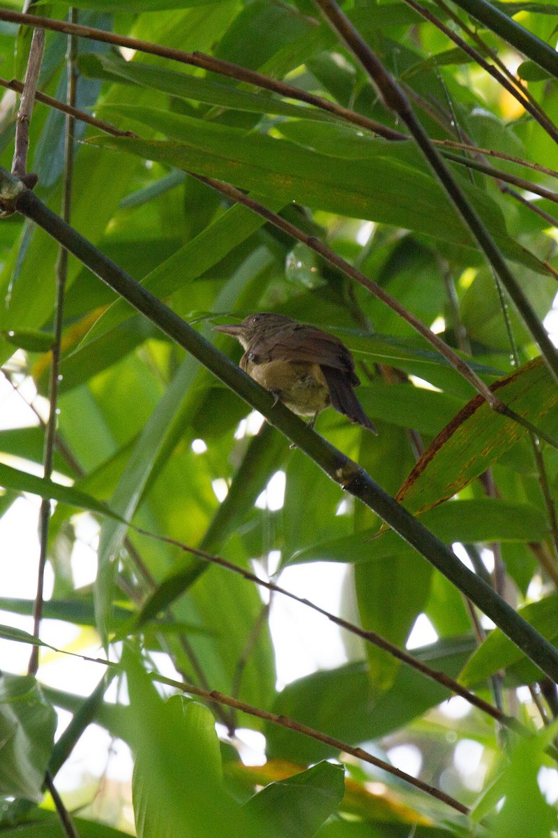 Waigeo Shrikethrush - ML87439421