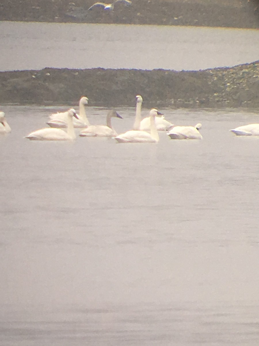 Tundra Swan - ML87441141