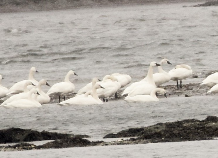 Tundra Swan - ML87444041