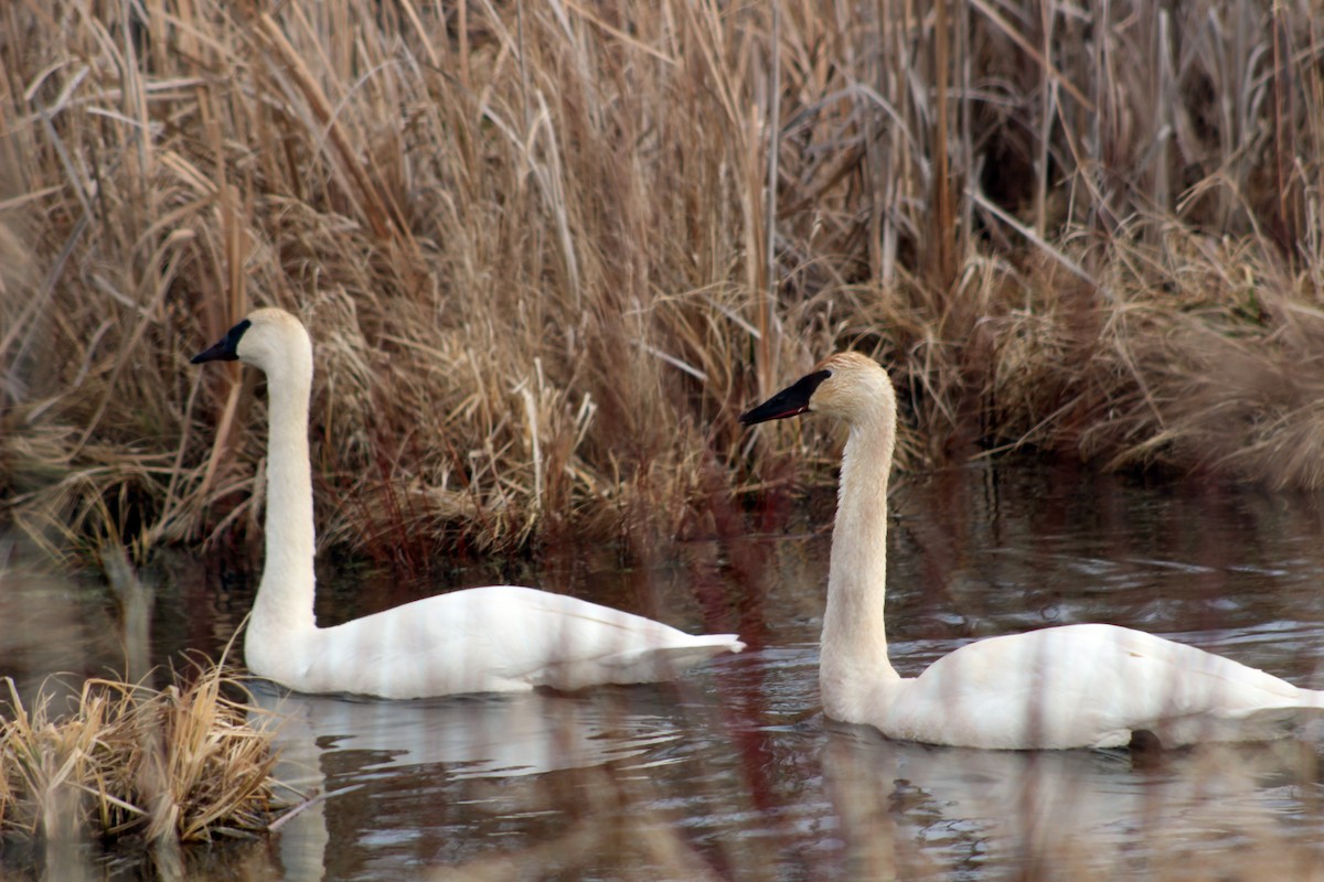 Trumpeter Swan - Jeffrey  Graham