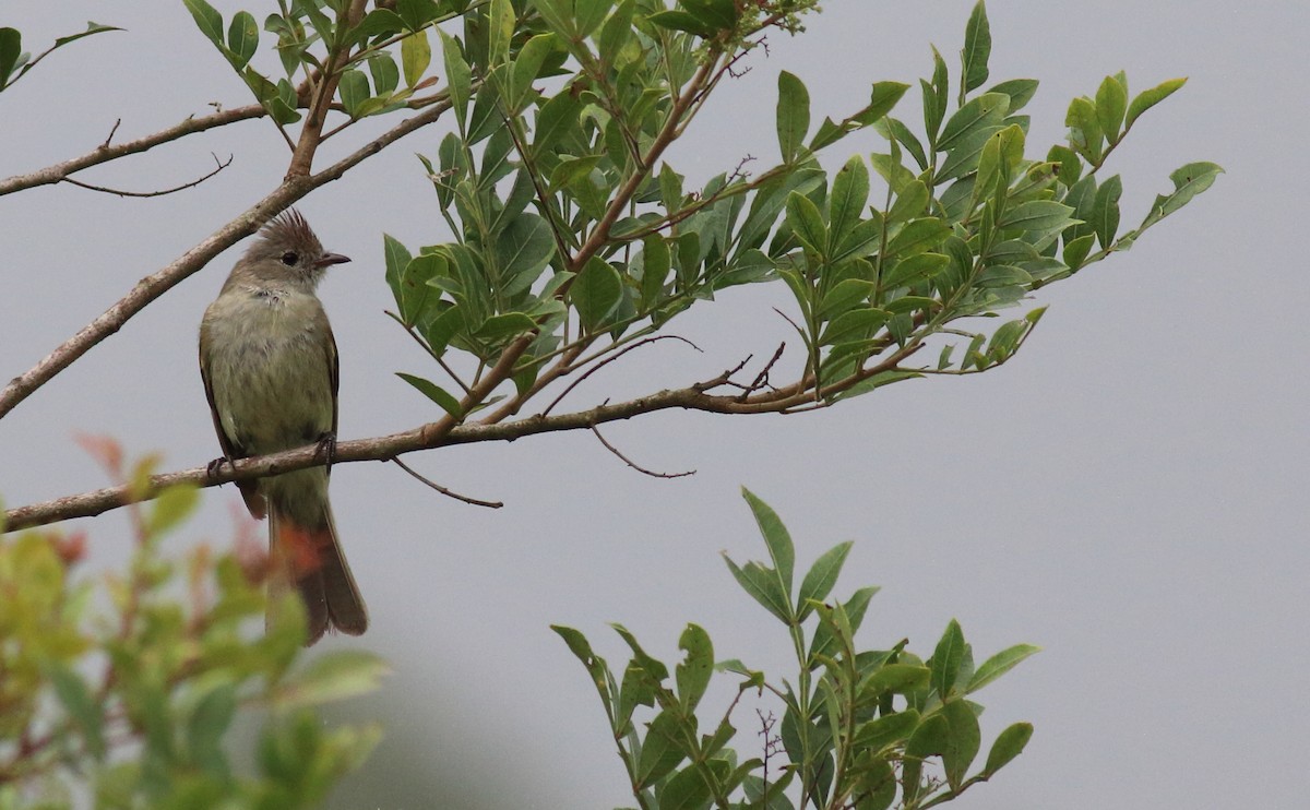 Yellow-bellied Elaenia - ML87444121