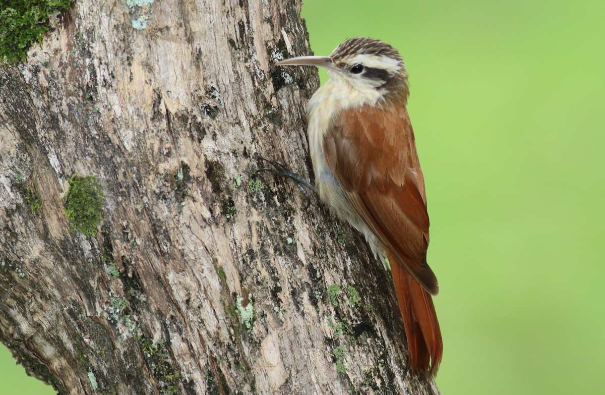 Narrow-billed Woodcreeper - Rick Folkening