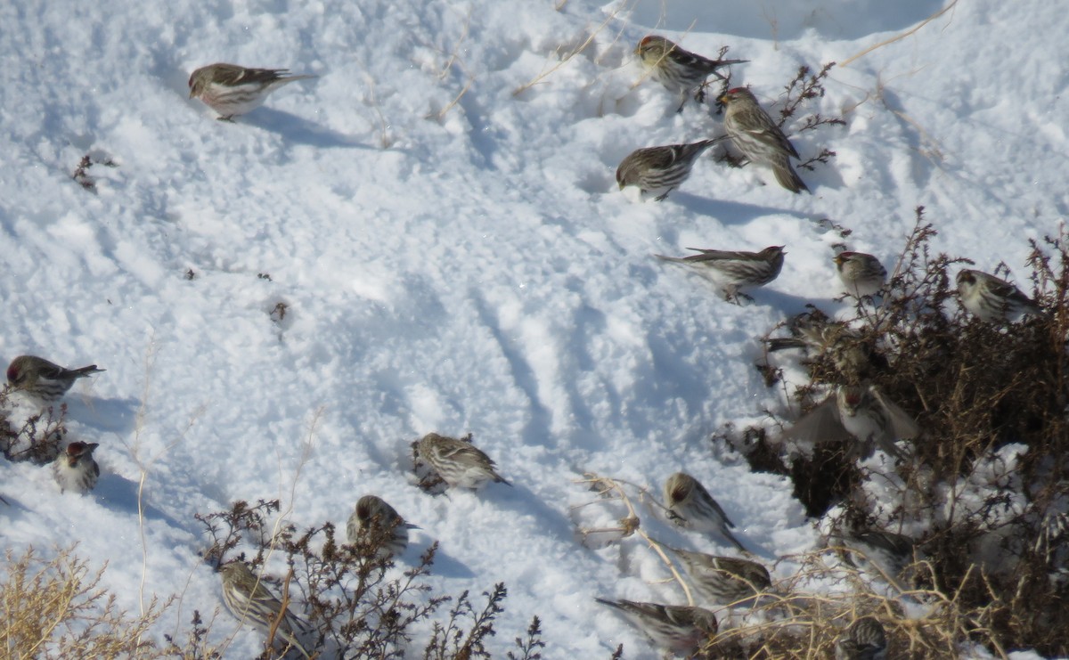 Common Redpoll - Jan Thom