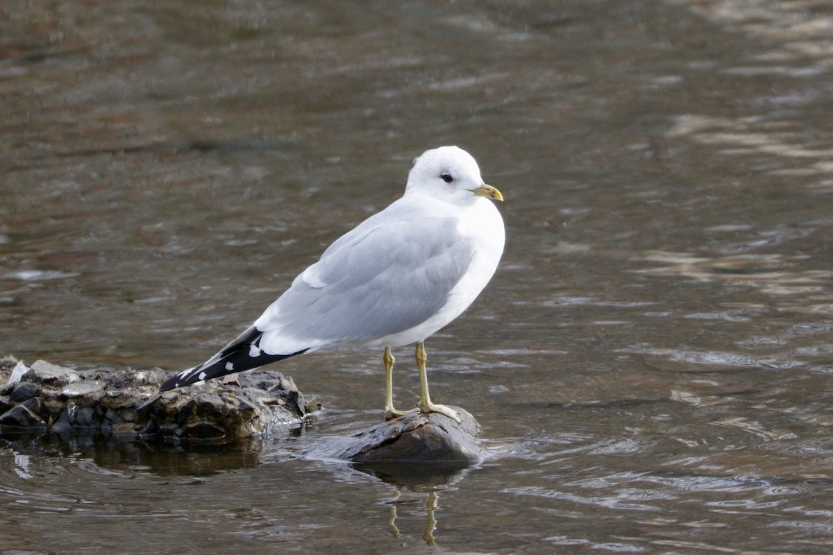 Common Gull (European) - ML87446941