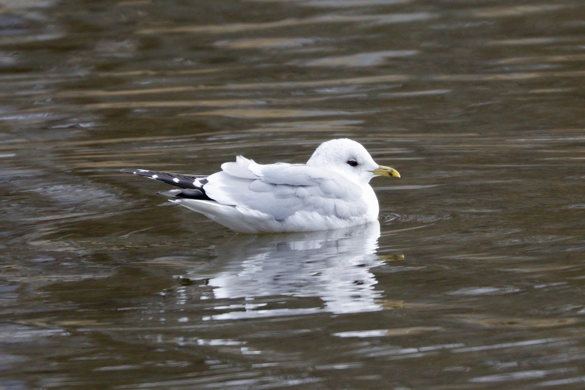 Common Gull (European) - Aaron Marshall