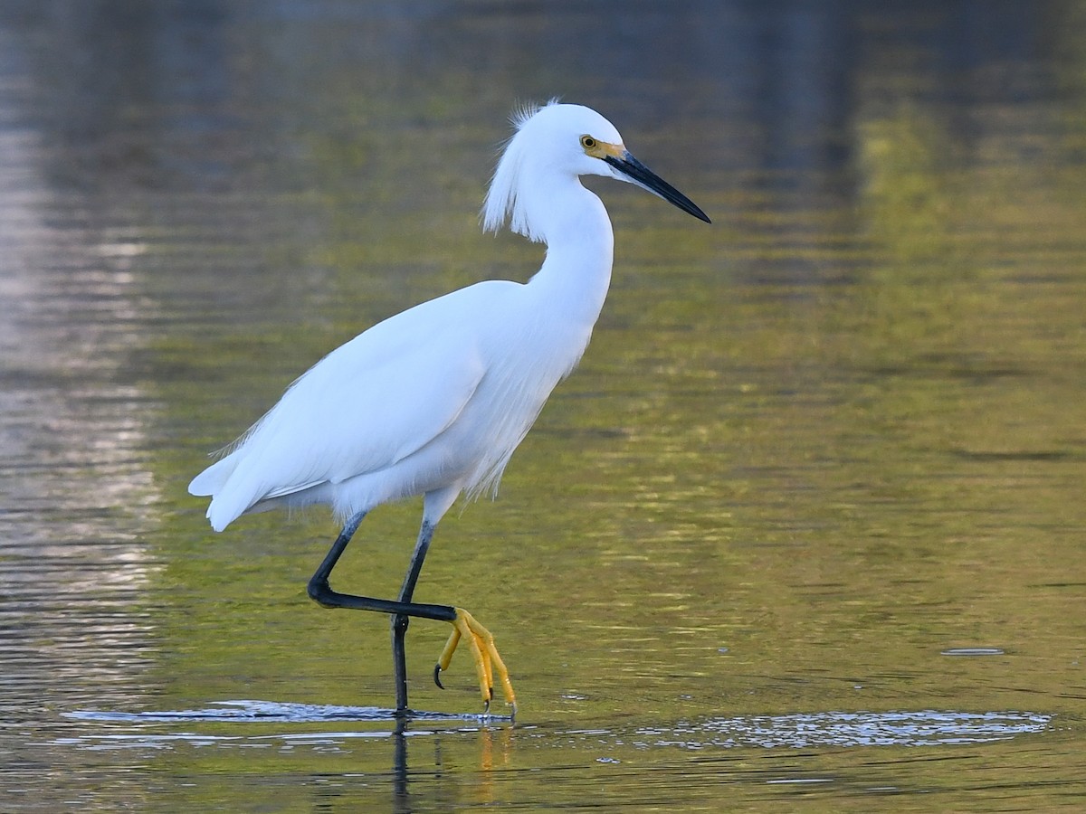 Snowy Egret - ML87447171