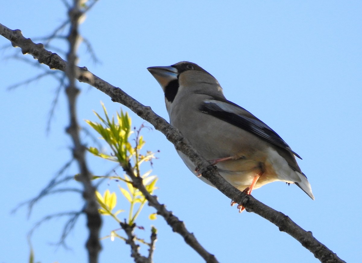 Hawfinch - ML87447231