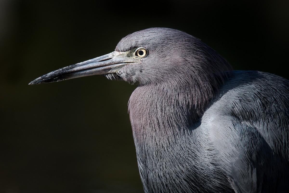 Little Blue Heron - ML87448541