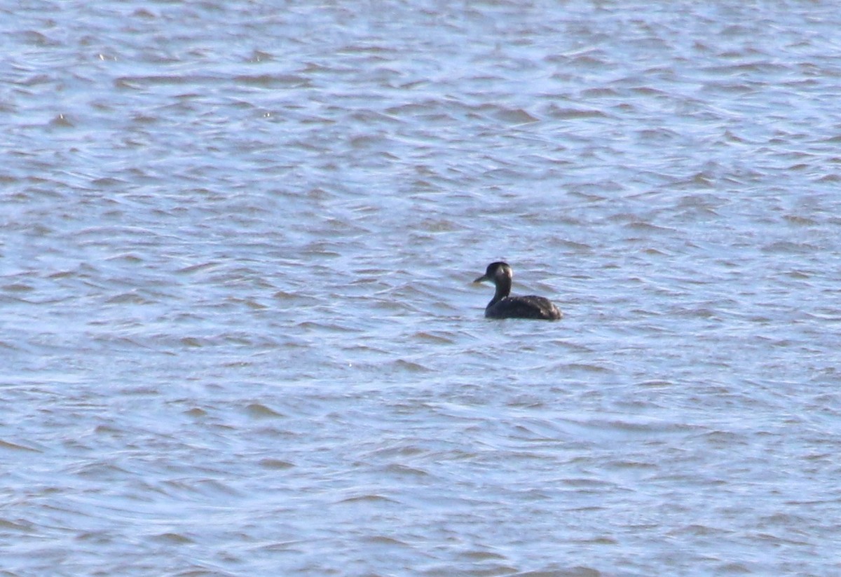 Red-necked Grebe - ML87448761