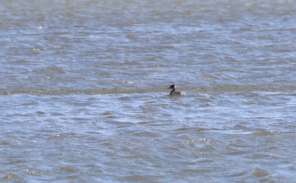 Red-necked Grebe - ML87448821