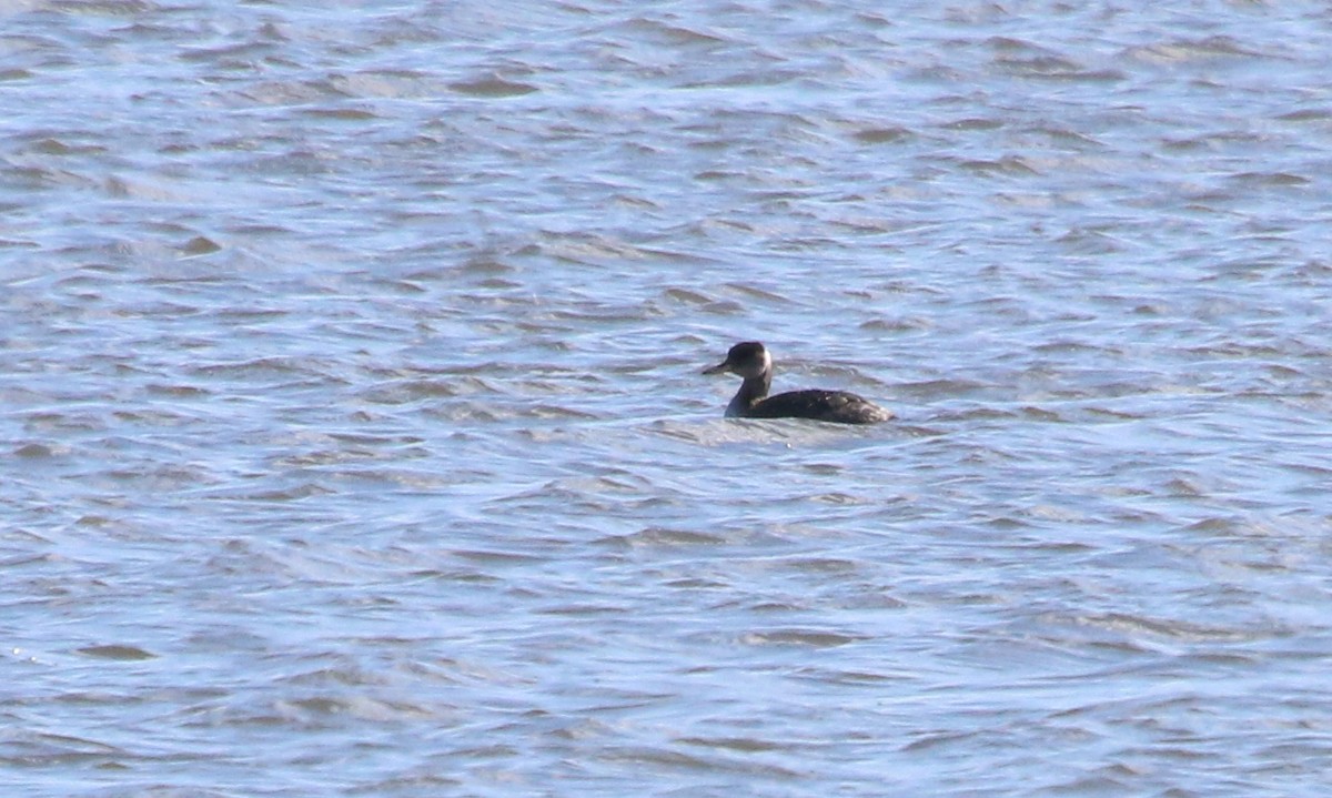 Red-necked Grebe - ML87448921