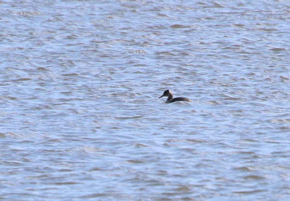 Red-necked Grebe - ML87448951