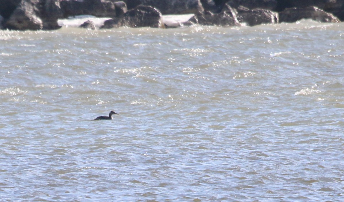 Red-necked Grebe - ML87449111